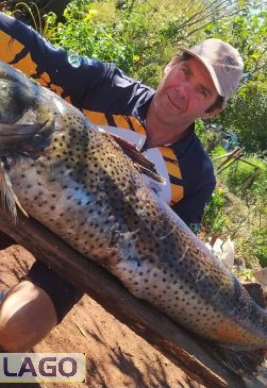 Pintado de 49 kg é capturado no Lago de Itaipu por pescador de Santa Helena e destaca importância da pesca sustentável