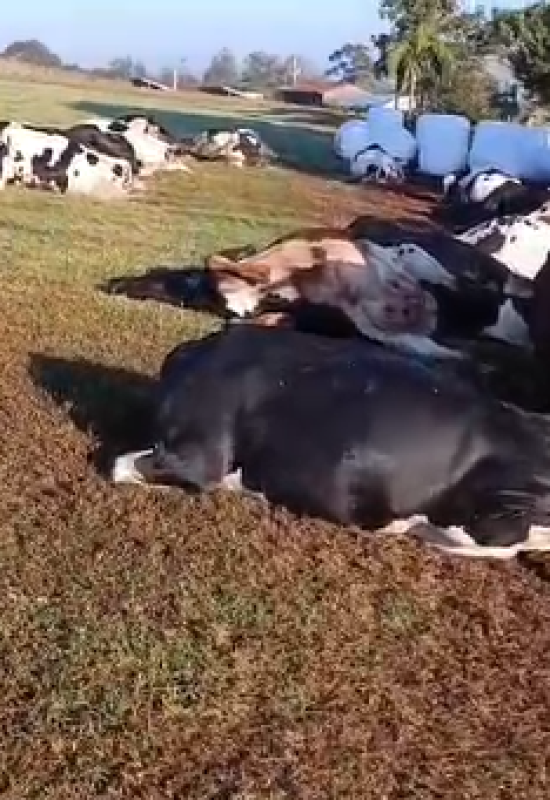 Tragédia no campo: vaca morde tomada e 32 animais morrem eletrocutados no interior de Marechal Rondon