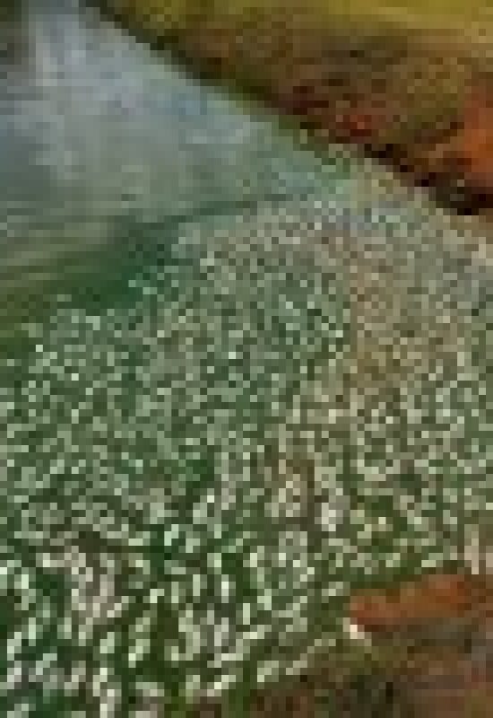 Produtor do interior de Santa Helena perde metade da produção de tilápias por falha no fornecimento de energia elétrica da Copel