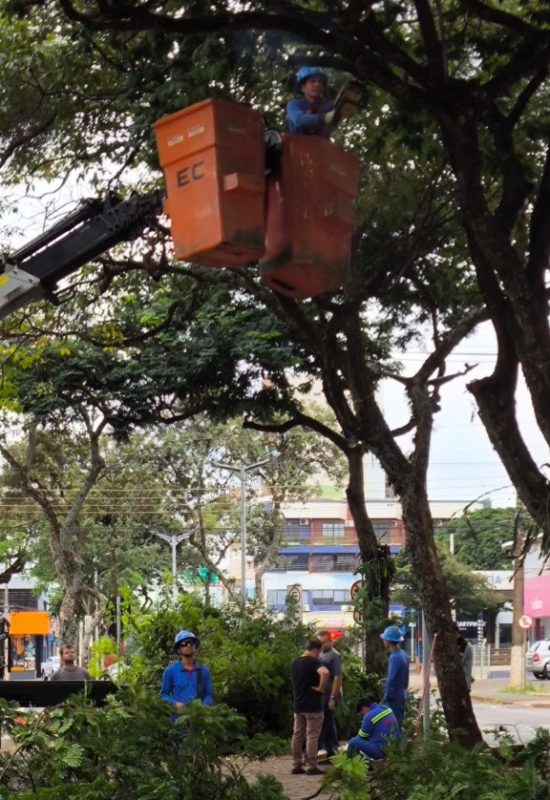 Secretaria de Infraestrutura realiza retirada de galhos na avenida Maripá para melhorar iluminação pública
