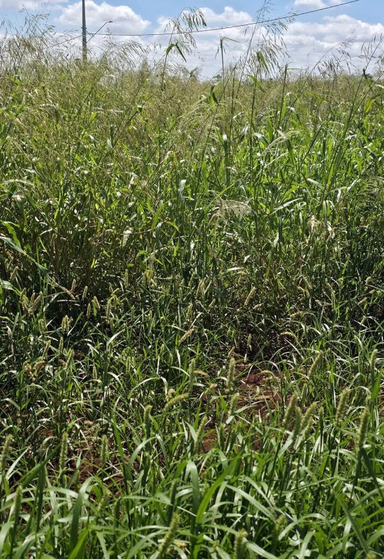 Município reforça responsabilidade dos proprietários na manutenção de terrenos